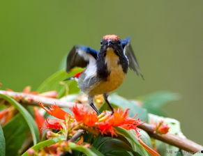 微头条拍摄鸟的视频,微头条上的鸟类视频集锦