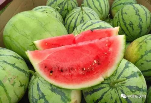 吃瓜服务行业,幕后真相与行业现状全解析