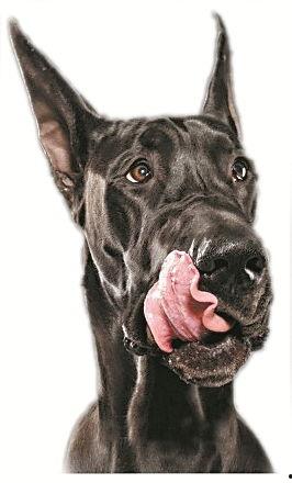 舔狗网红,揭秘网络时代的情感陷阱与自我救赎