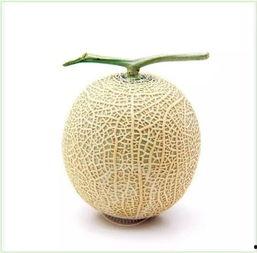 悠闲吃瓜音乐,尽享吃瓜音乐盛宴