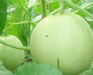 孕期可以吃田瓜,田瓜助力母婴健康