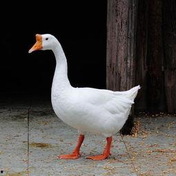 梦见大鹅吃角瓜