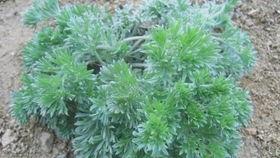 孕妇可以吃黄蜜瓜